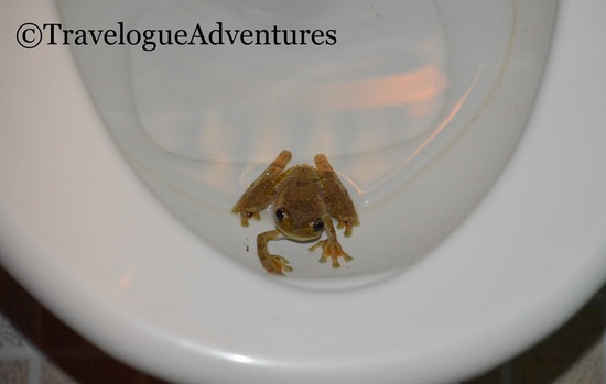 Costa Rica Tree Frog