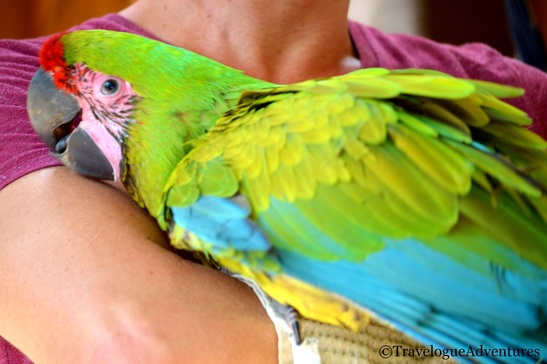 Great Green Macaw in Costa Rica Image