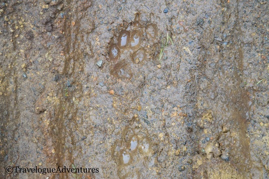 Puma print in the mud in San Gerardo de Dota Costa Rica 