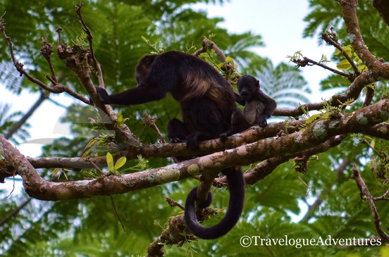 Howler Monkey and baby on a hike in Guanacaste Costa Rica