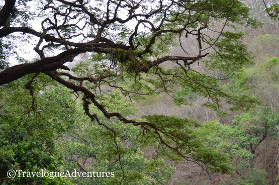 Mature tree in Diria National Park Costa Rica