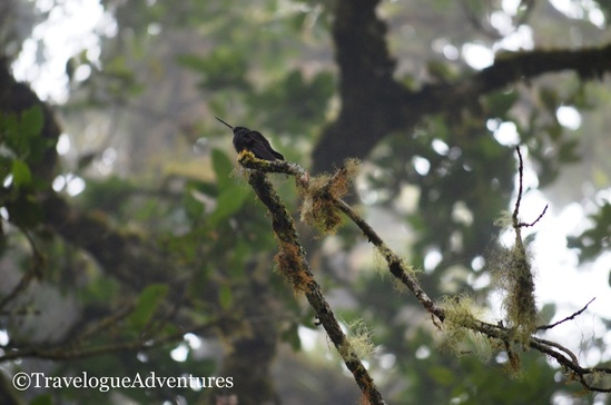 A black hummingbird in the high altitude mountains south of San Jose Costa Rica 