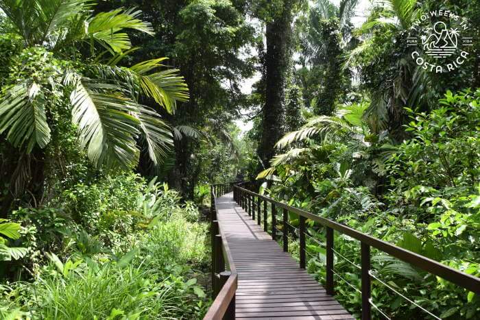Cavitos Trail with a wooden boardwalk through thick forest