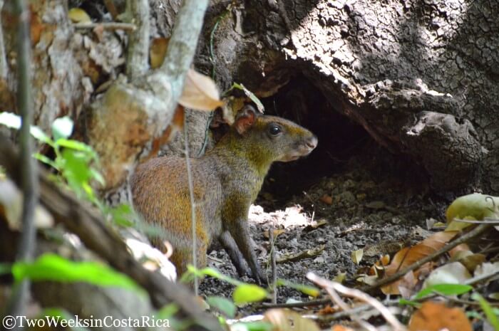 a small animals near the trail at Lomas Barbudal Biological Reserve