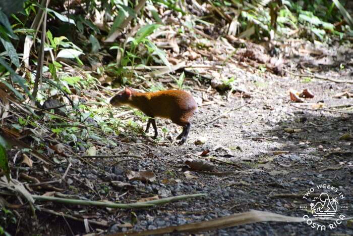 Agouti crossing a trail in La Fortuna