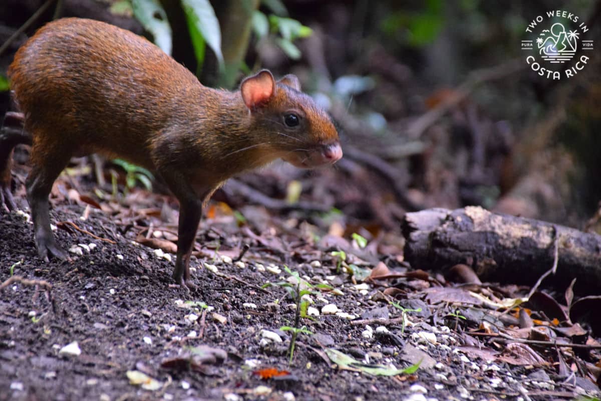 a small animal in the forest in monteverde