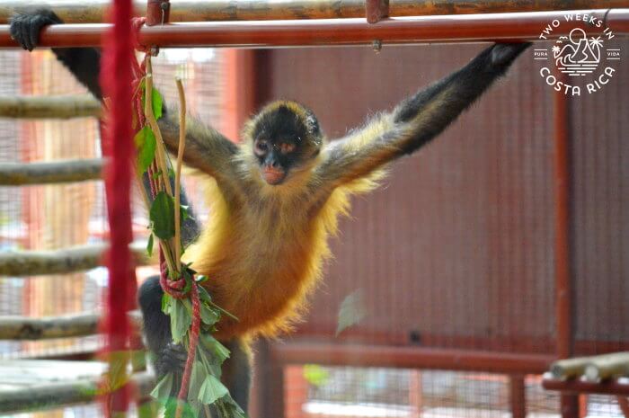 Spider Monkey Jaguar Rescue Center