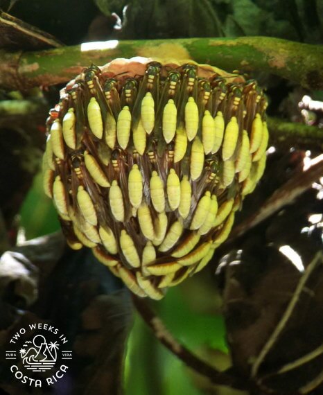 Apoica wasps Manuel Antonio