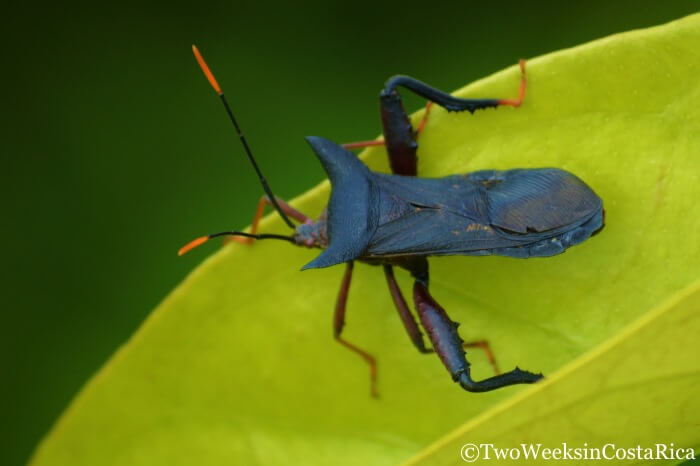a black beetle with orange antenna in La Fortuna Costa Rica