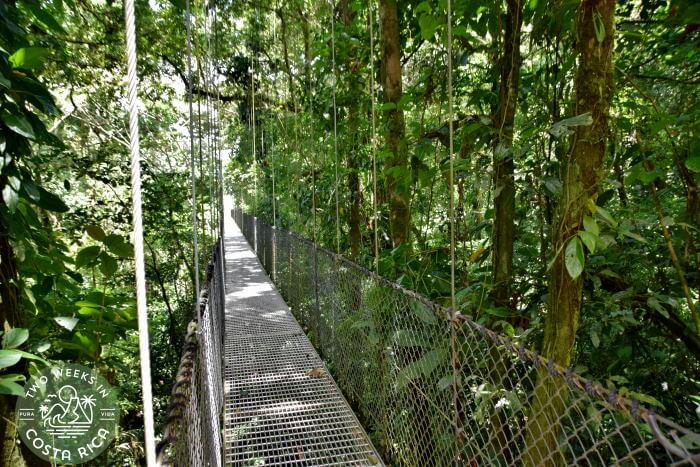 Tayra Bridge Mistico