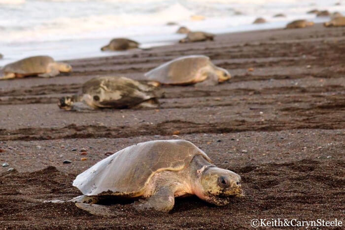 Arribada Playa Ostional