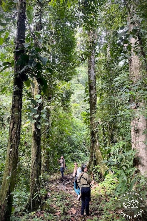 people on a jungle trail