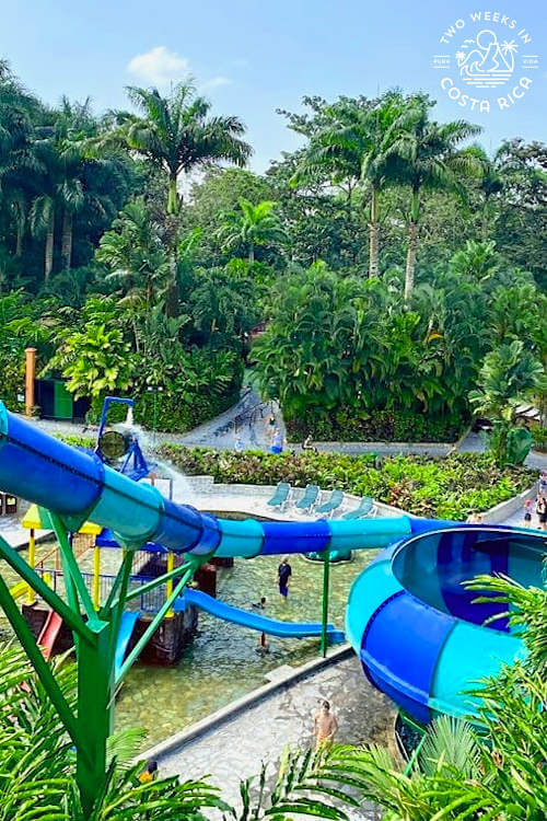 big waterslide with palm trees in background