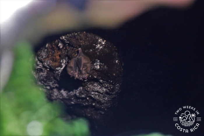 Bats in a tree at Selvatura Park