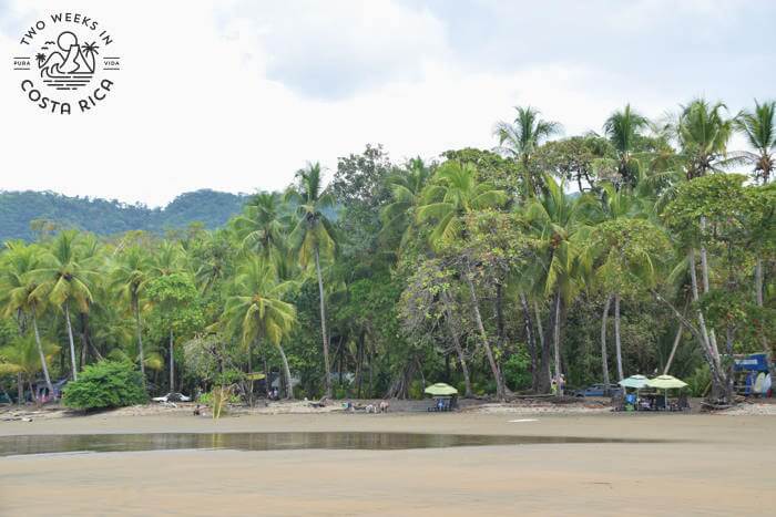 Dominicalito Beach Trees