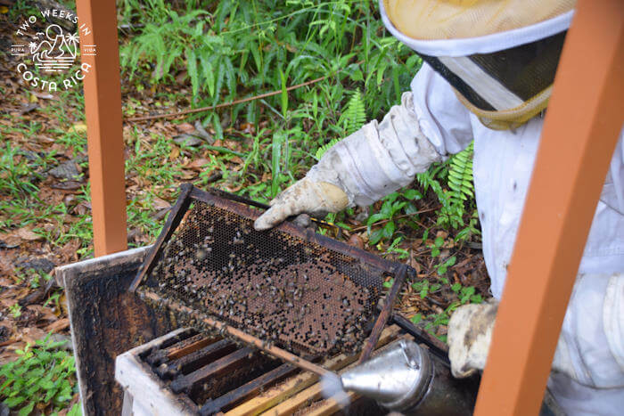 Manuel Antonio Bee Tour