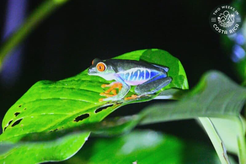 Red eyed tree frog with blue sides and orange feet