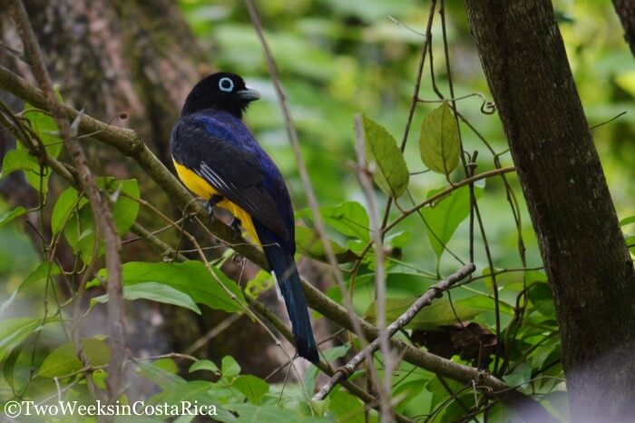 Black-headed Trogon on a branch at Cabo Blanco Reserve