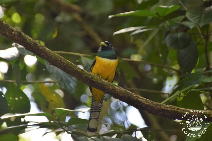 Bird Watching Osa Peninsula