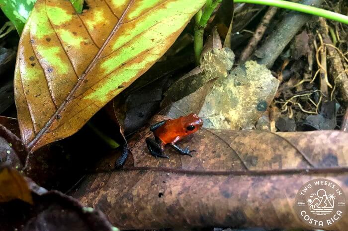 a red and blue frog on a leaf in Arenal
