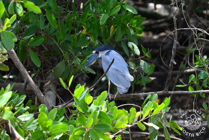 Boat-billed heron Tarcoles River