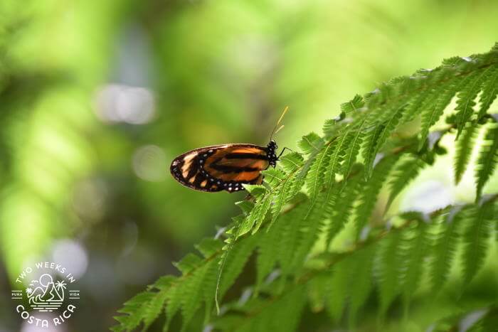 a brown and black butterfly at the Bogarin Trail