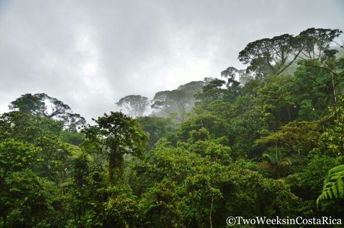Thick rainforest at Braulio Carrillo National Park 
