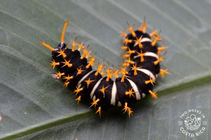 Oranged Spiked Catepillar Costa Rica