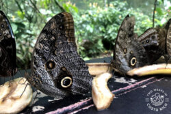 Large black and gray butterflies eating a banana on a feeder