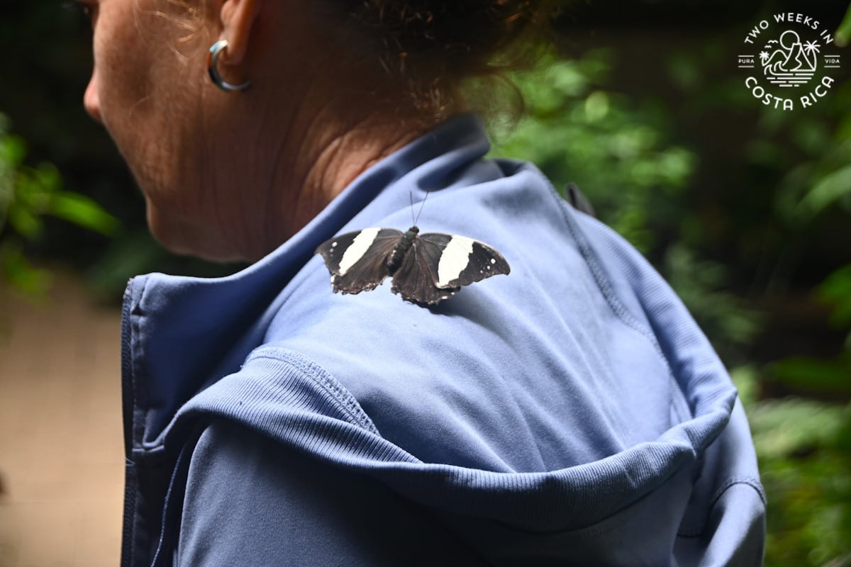 a butterfly landing on someone in monteverde costa rica
