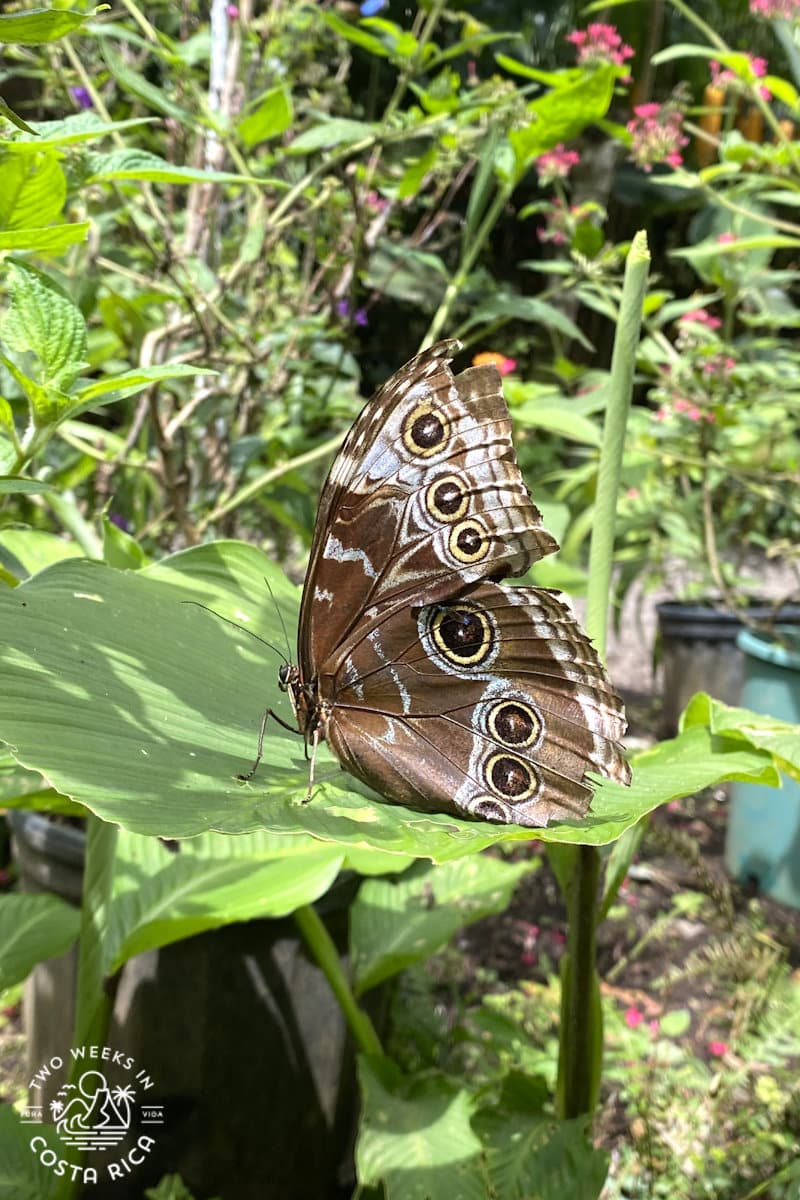 a blue morpho with wings closed