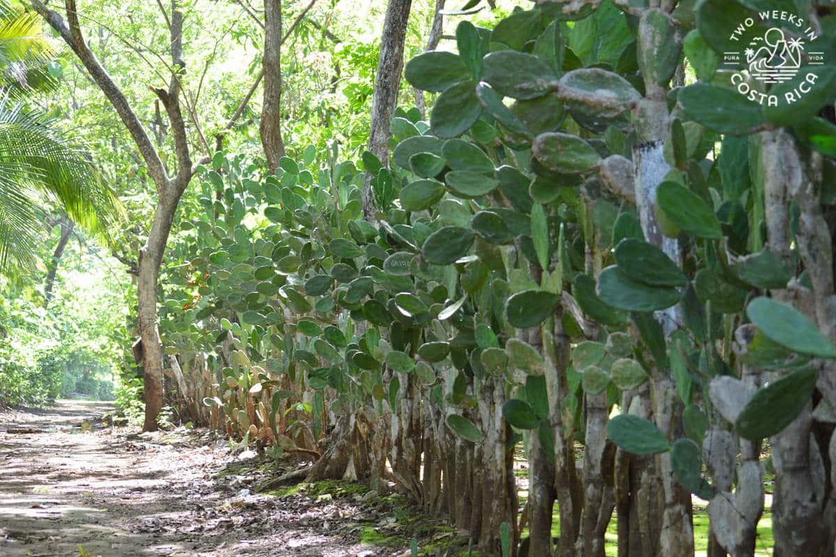 a cactus fence in nosara guanacaste