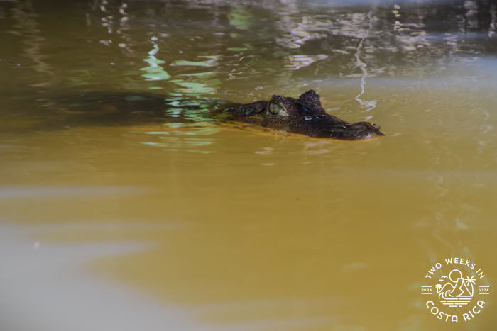 A small caiman floating on the surface of the water in the Tortuguero canals