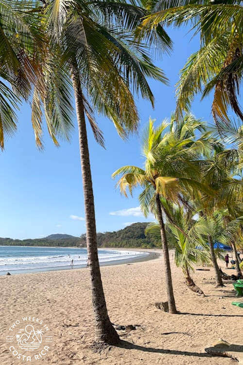 rows of tall palm trees on light sand beach