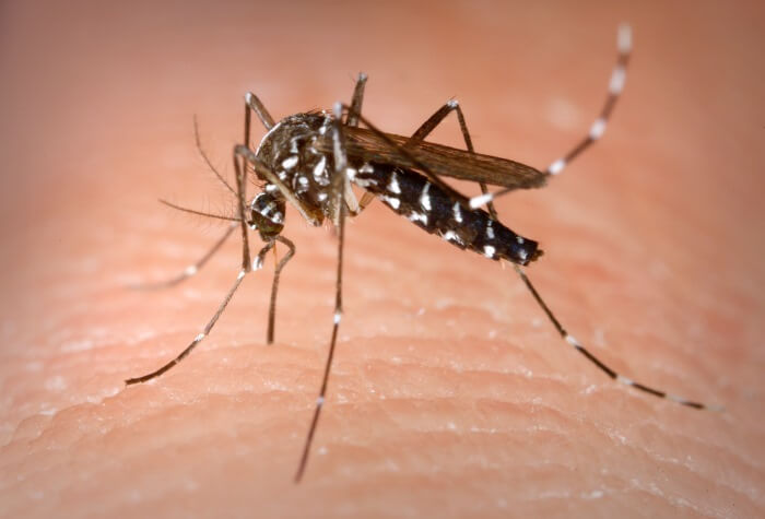 close up of a mosquito 