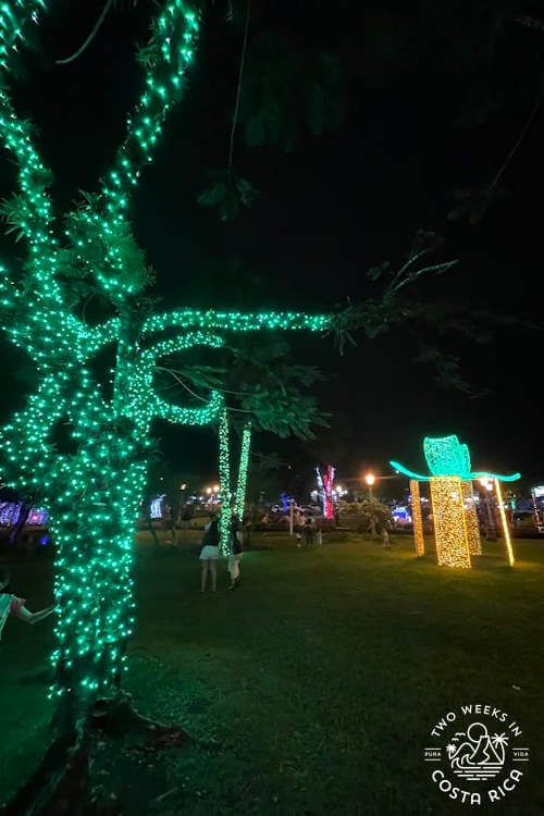Christmas lights covering trees in a park