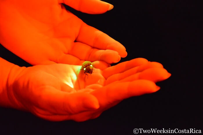 Click Beetle | Two Weeks Costa Rica