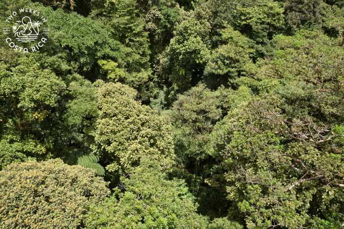 Green cloud forest aerial view at Selvatura