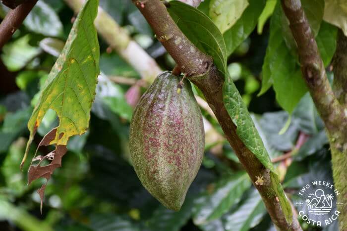 Cacao Pod