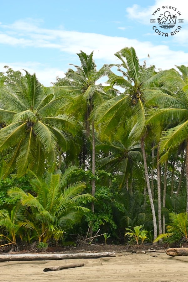 tall green palm trees and blue sky