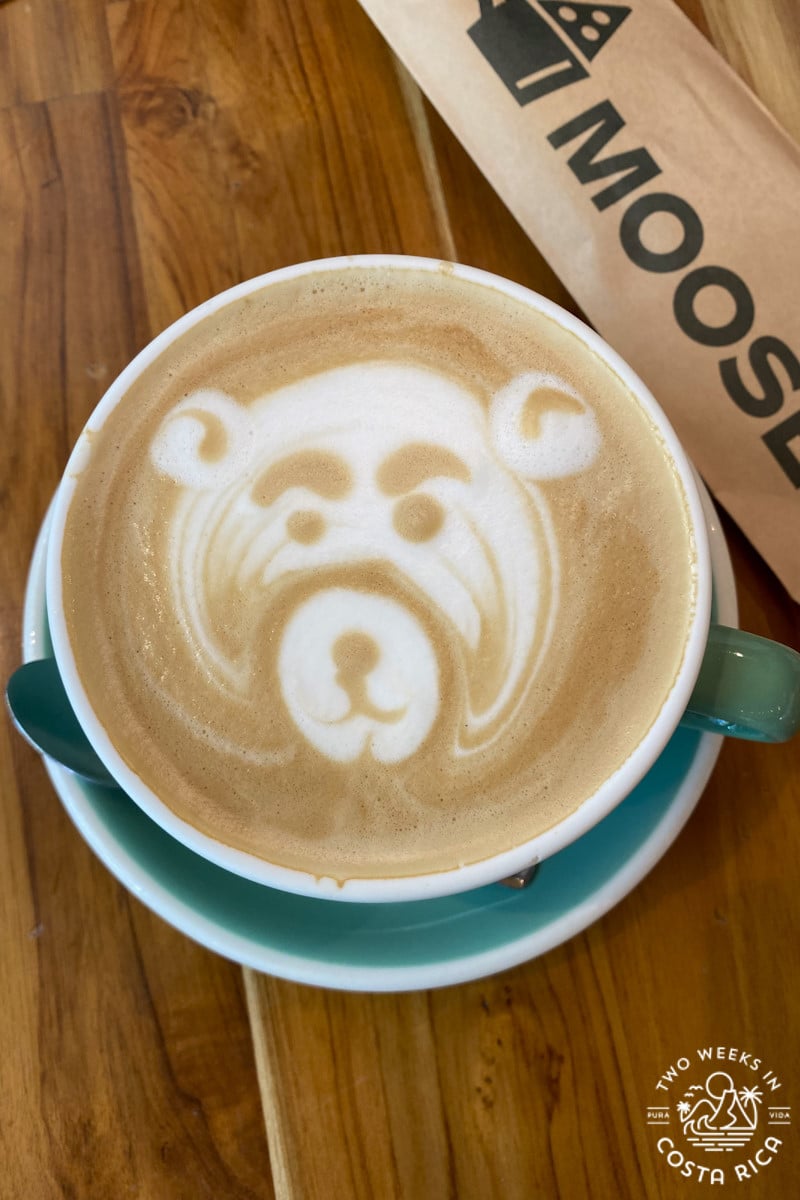 a cup of coffee decorated with bear foam at moose cafe in costa rica