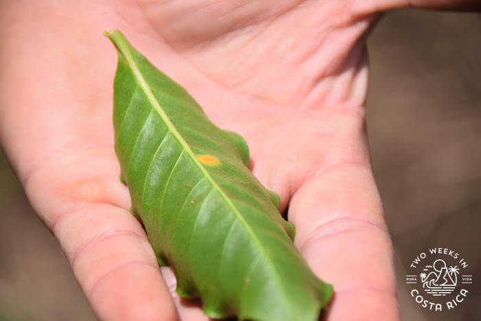 Coffee rust Costa Rica