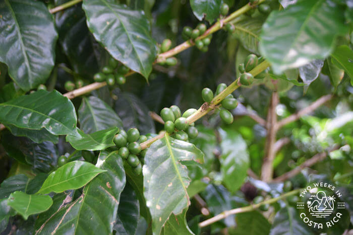 Coffee cherries
