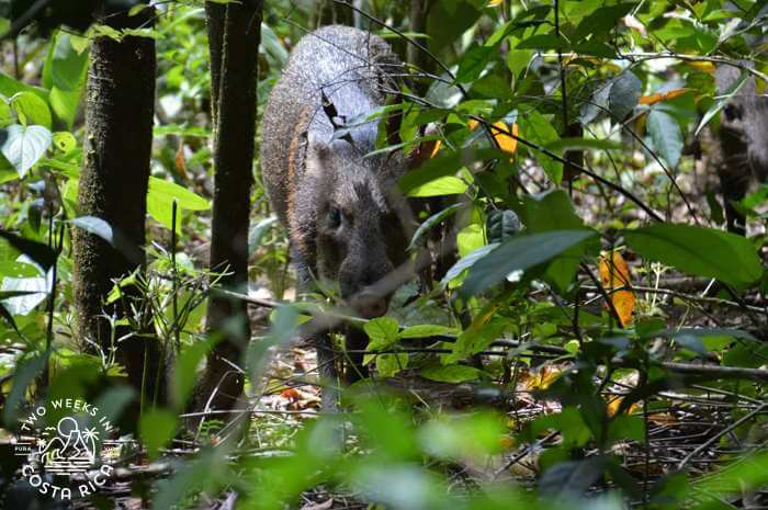Peccary (large mammal) looking at camera through thick rainforest in Corcovado National Park