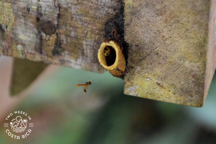 Mariola Bee Costa Rica