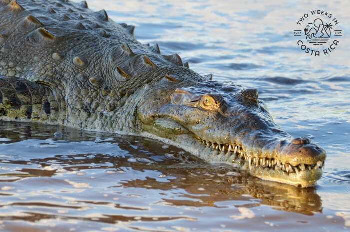 Close up Crocodile on Boat Tour