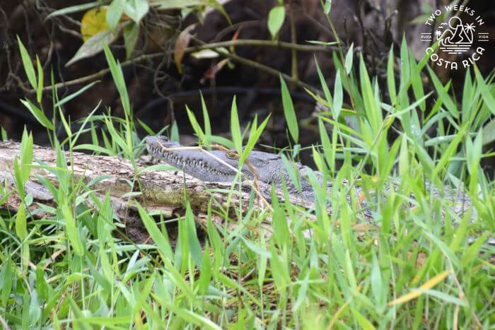 Crocodile Cano Blanco Canals