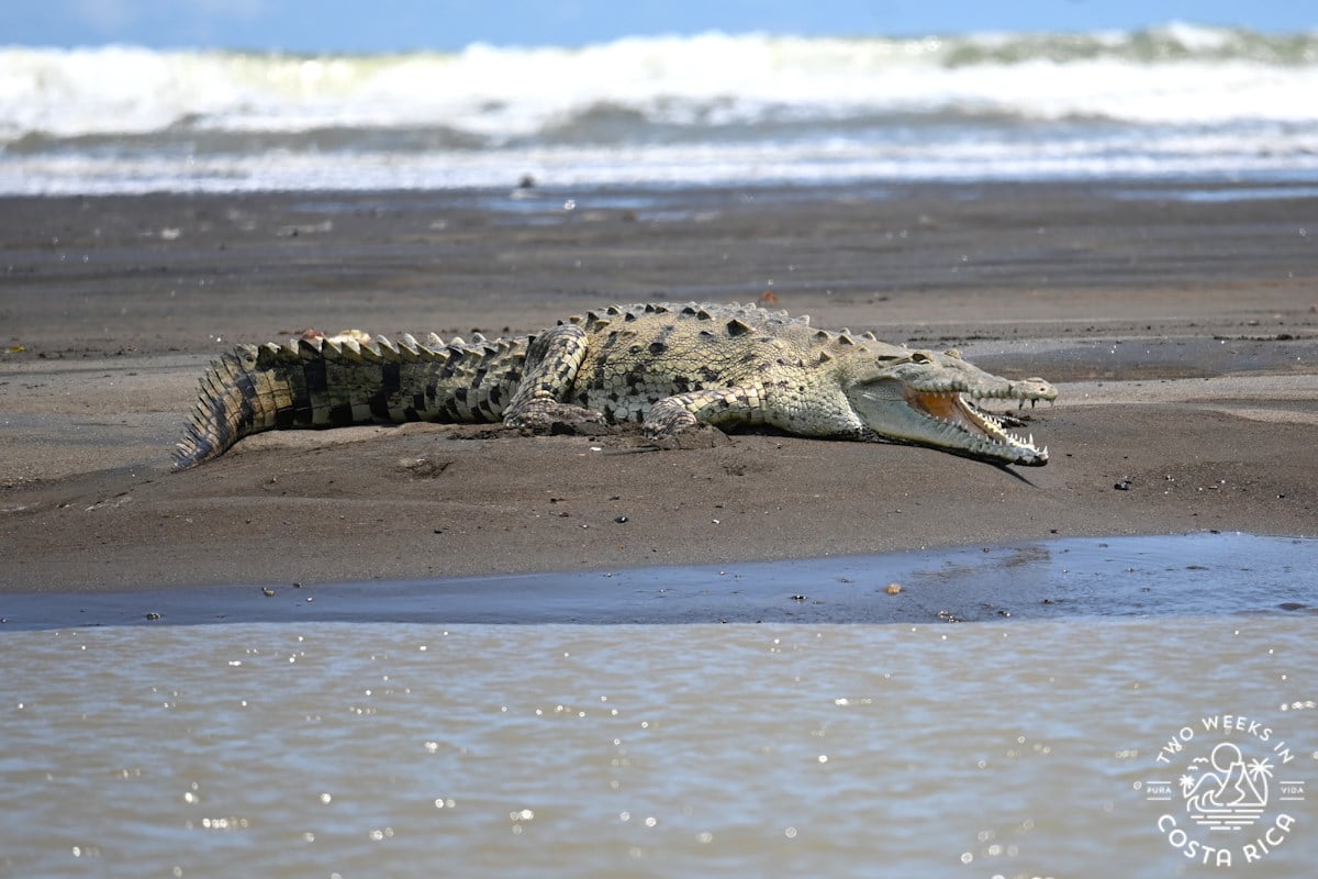 a crocodile on the shore during a tour in tarcoles