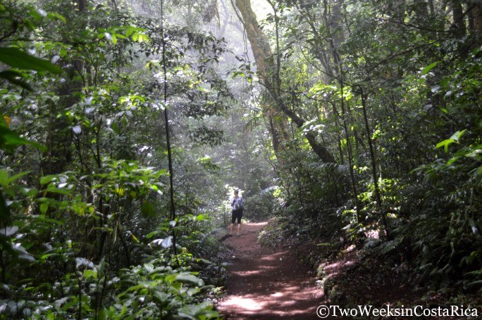 a person standing on a trail at Curi Cancha Reserve with forest all around
