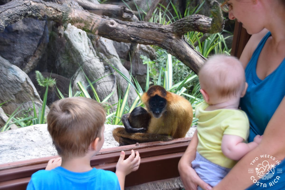 a family looking at a monkey at diamante ecopark in costa rica
